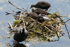 Blässhühner-Nest-146.jpg